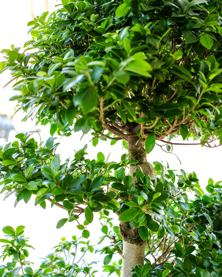 Dragon Bonsai, One-Off Specimen