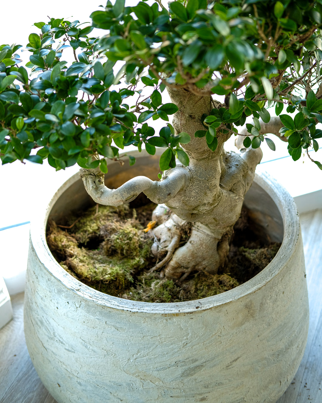 Dragon Bonsai, One-Off Specimen