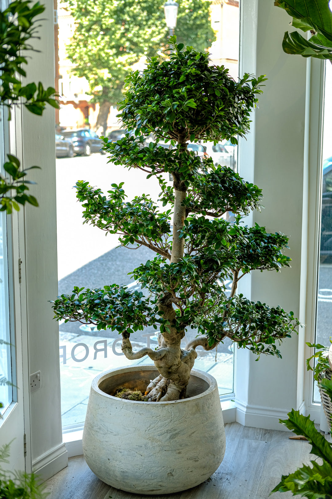 Dragon Bonsai, One-Off Specimen