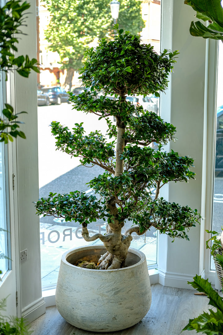 Dragon Bonsai, One-Off Specimen