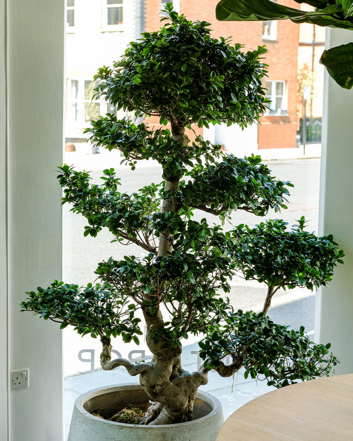 A large, dense green bonsai-style tree in a textured light gray concrete pot, placed indoors near a window with a view of buildings outside and a wooden table in the foreground.