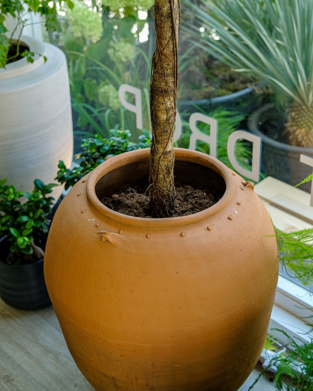 A large round terracotta clay planter pot with a small tree or plant inserted in the center, photographed in a real indoor plant setting with other pots and greenery visible in the background.