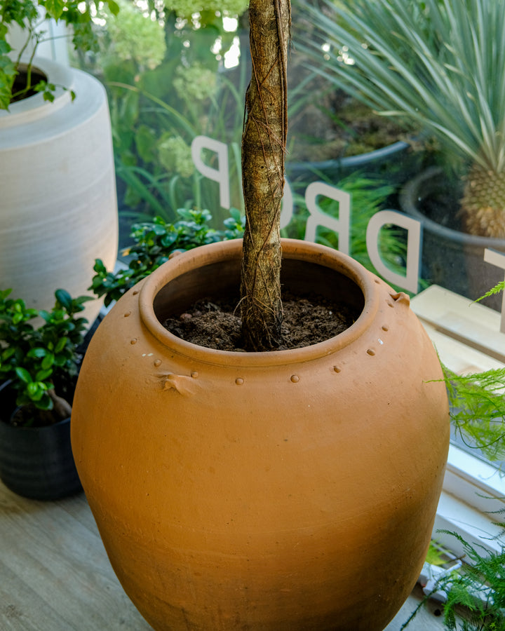A large round terracotta clay planter pot with a small tree or plant inserted in the center, photographed in a real indoor plant setting with other pots and greenery visible in the background.