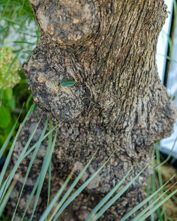 A close-up of a textured tree trunk with rough bark, surrounded by green grass and foliage.
