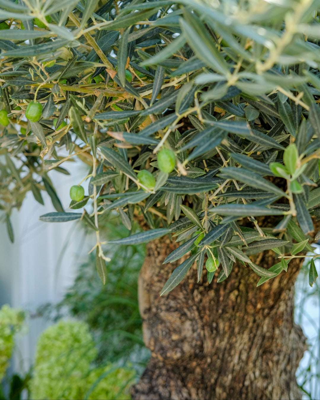 Ancient Olive Tree