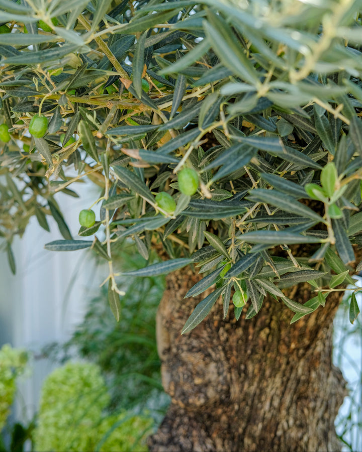 Ancient Olive Tree