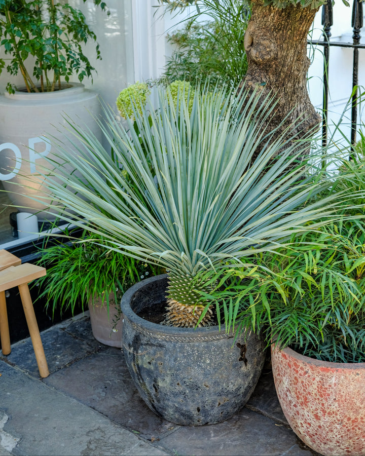 A potted yucca plant with variegated green and silver-blue leaves, planted in a large dark gray stone pot on a patio next to other green plants and pots.