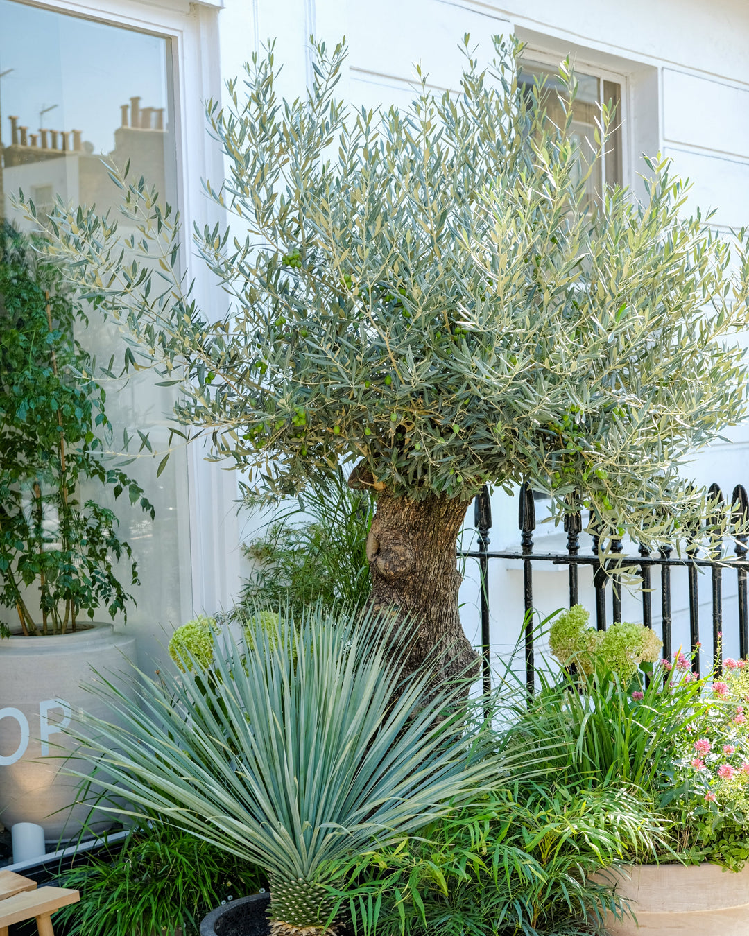 Ancient Olive Tree