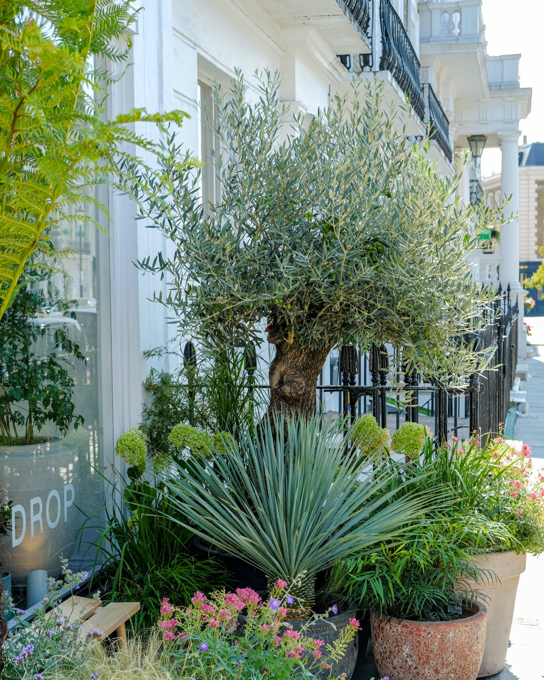 Ancient Olive Tree