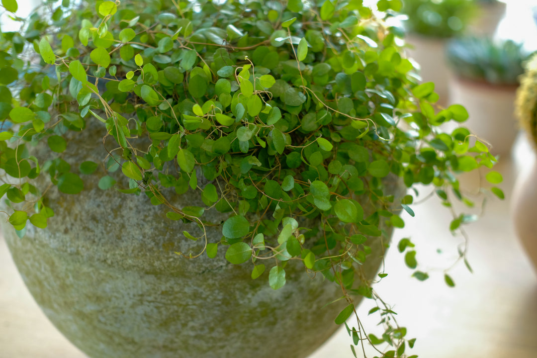 Maidenhair vine, Muehlenbeckia complexa, with delicate trailing stems — Plant Drop