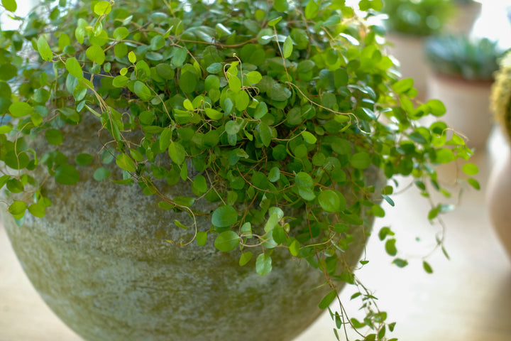 Maidenhair vine, Muehlenbeckia complexa, with delicate trailing stems — Plant Drop
