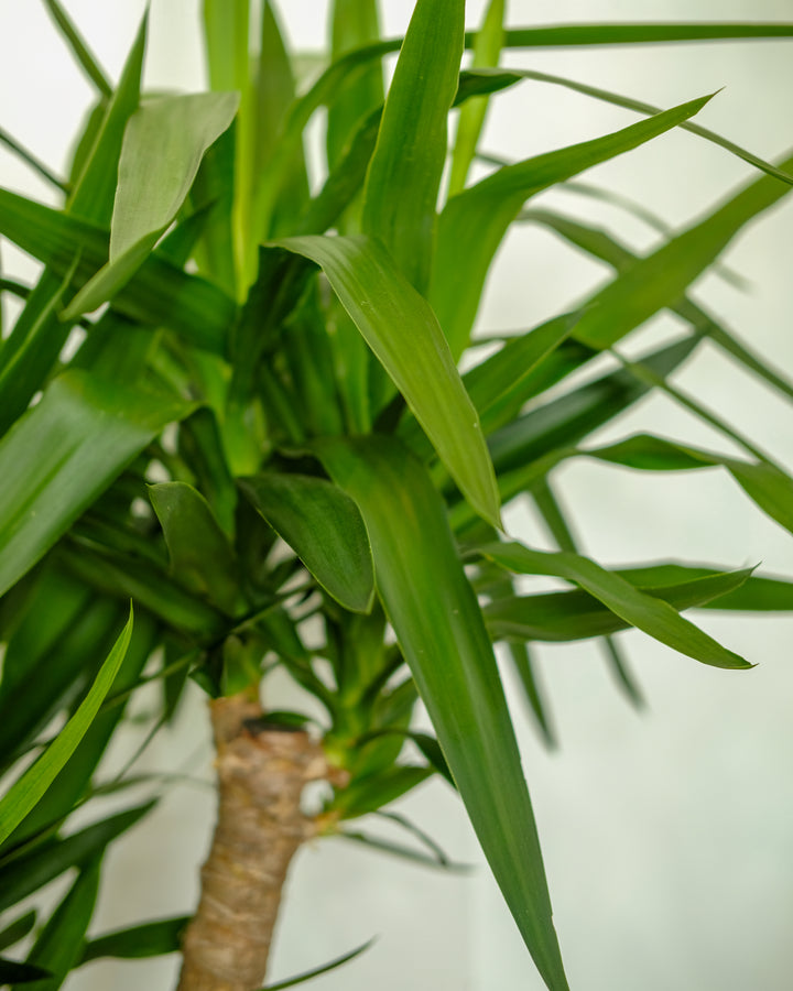 Yucca Elephantipes