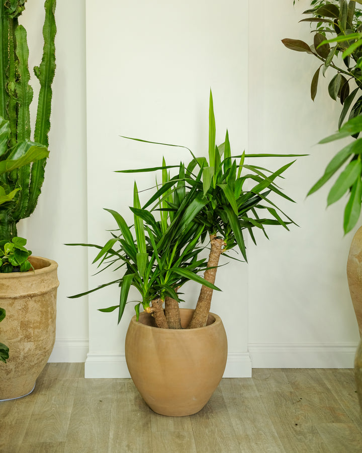 Yucca Elephantipes