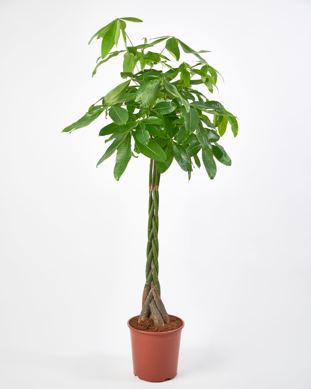 Money Tree