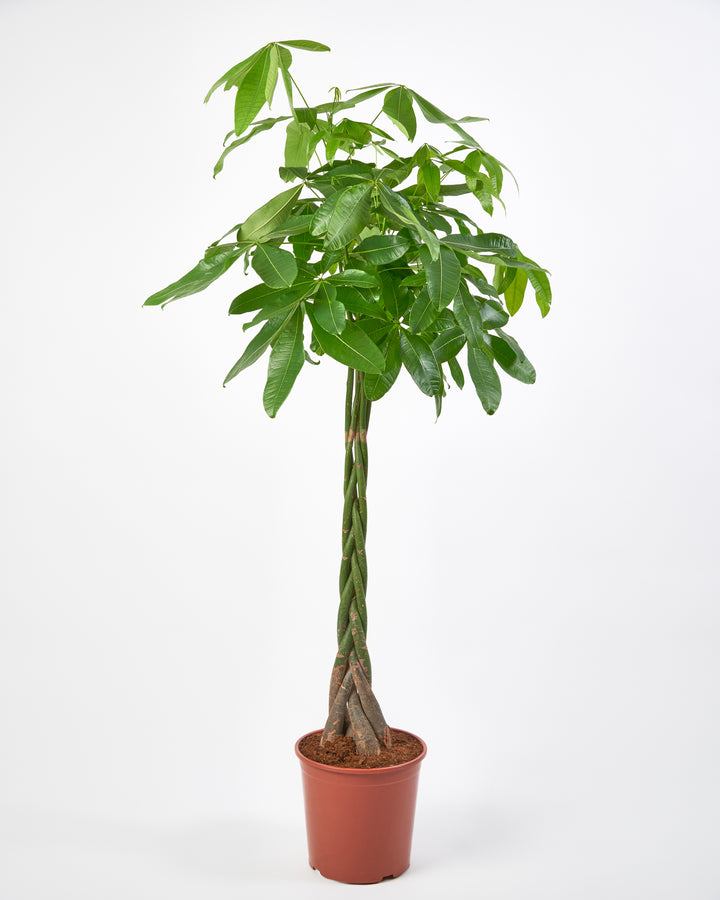 Money Tree