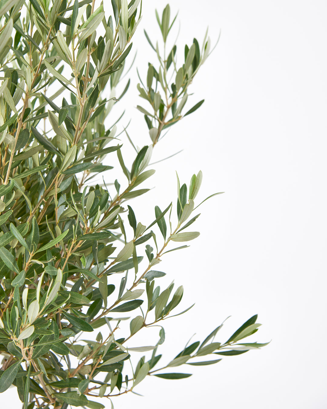 Olive Tree