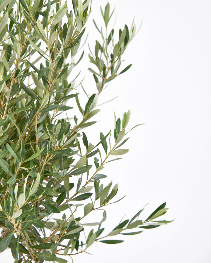 Olive Tree