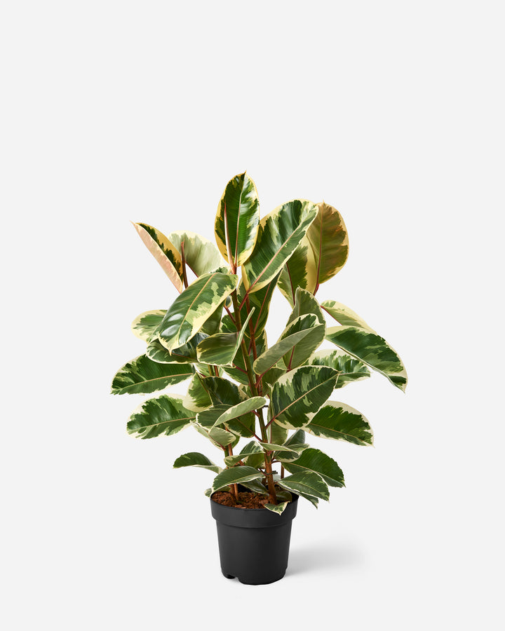 Camouflage Rubber Plant