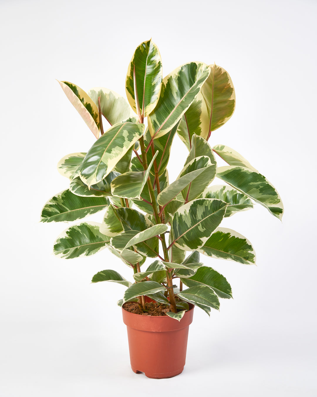 Camouflage Rubber Plant