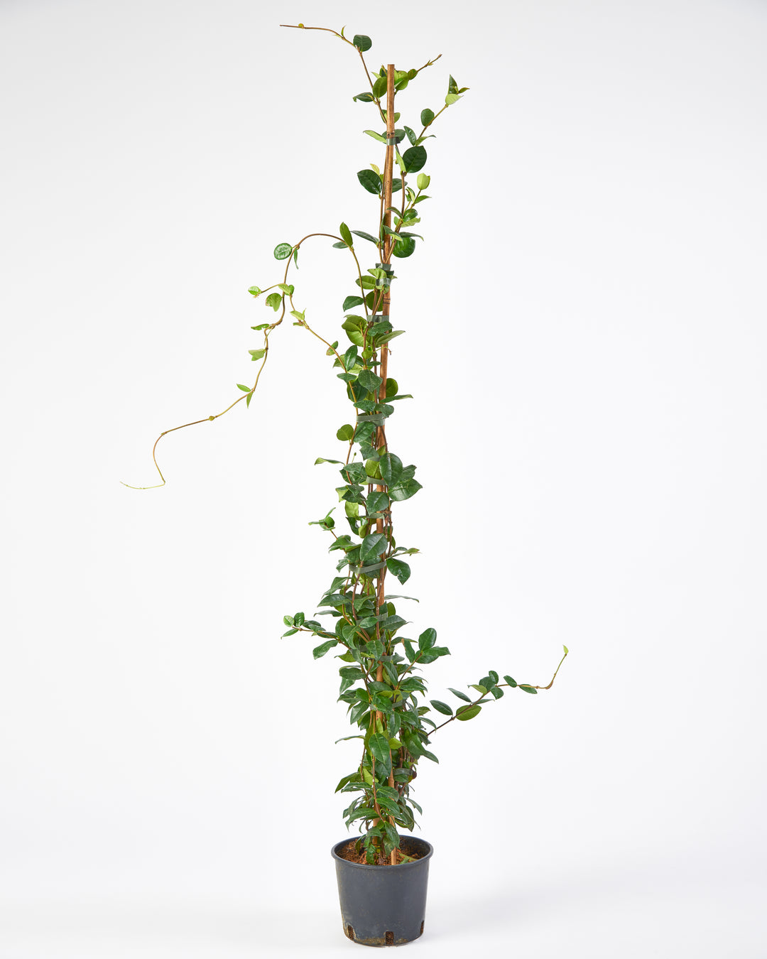 Potted plant with green leaves on a white background
