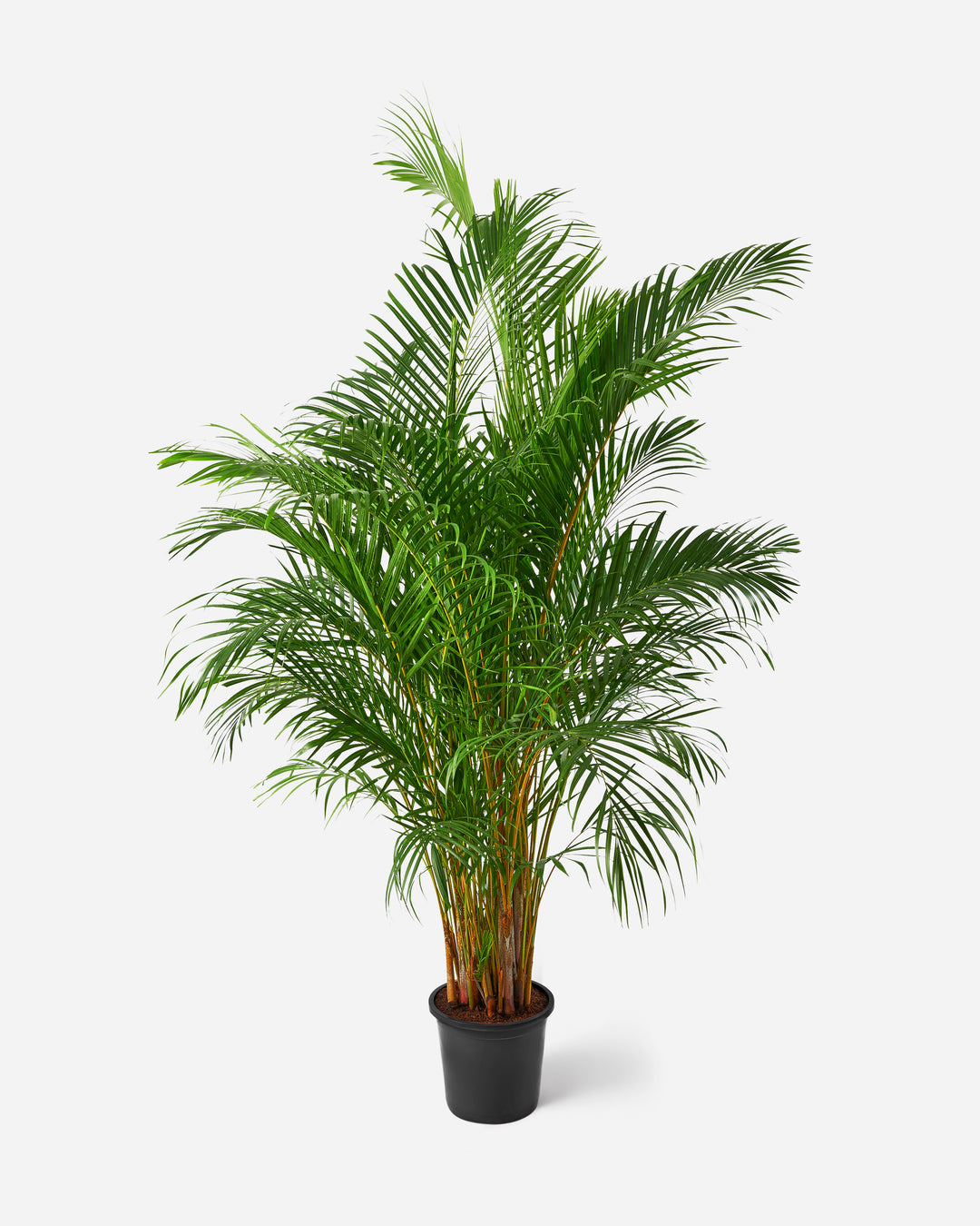 Areca Palm