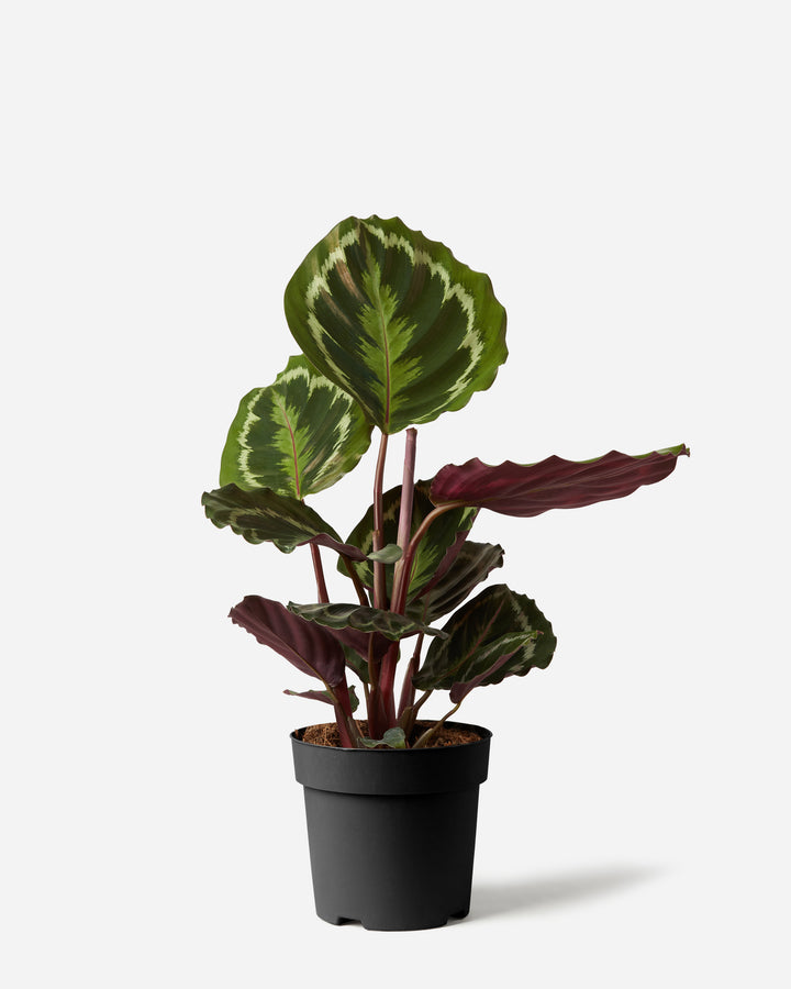 Prayer Plant