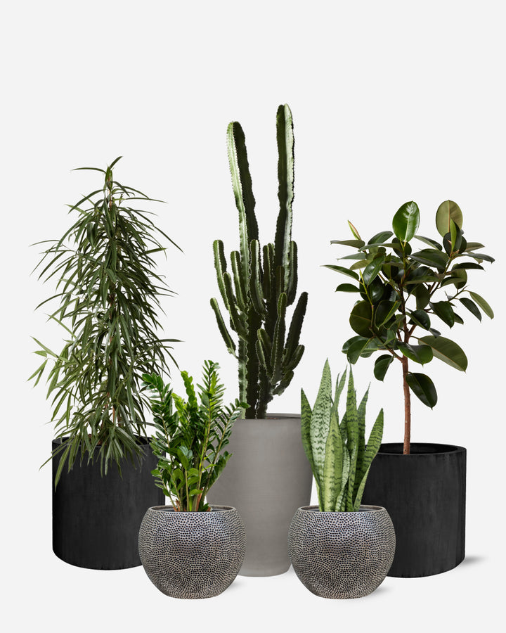 Modernist 5 Piece Ready-Planted Collection