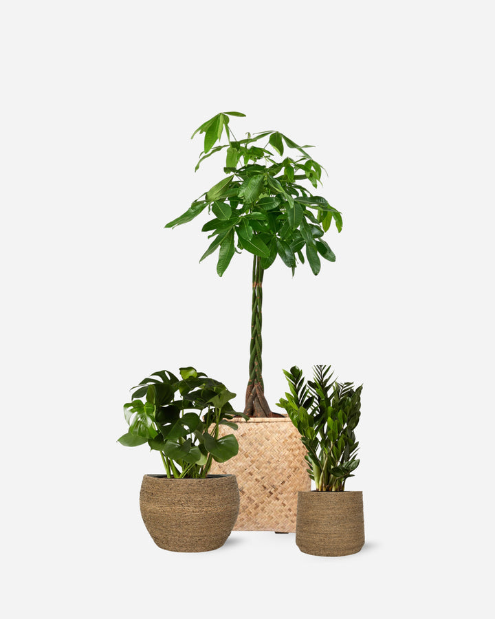 Natural Set