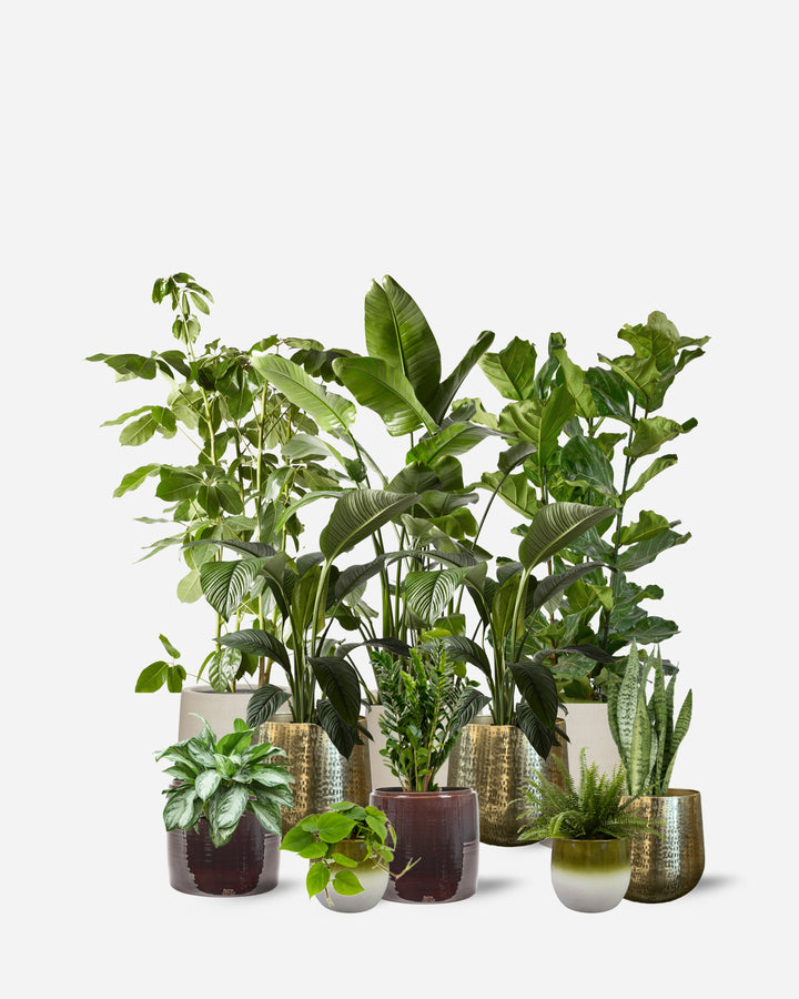 Luxe 10 Piece Ready-Planted Collection