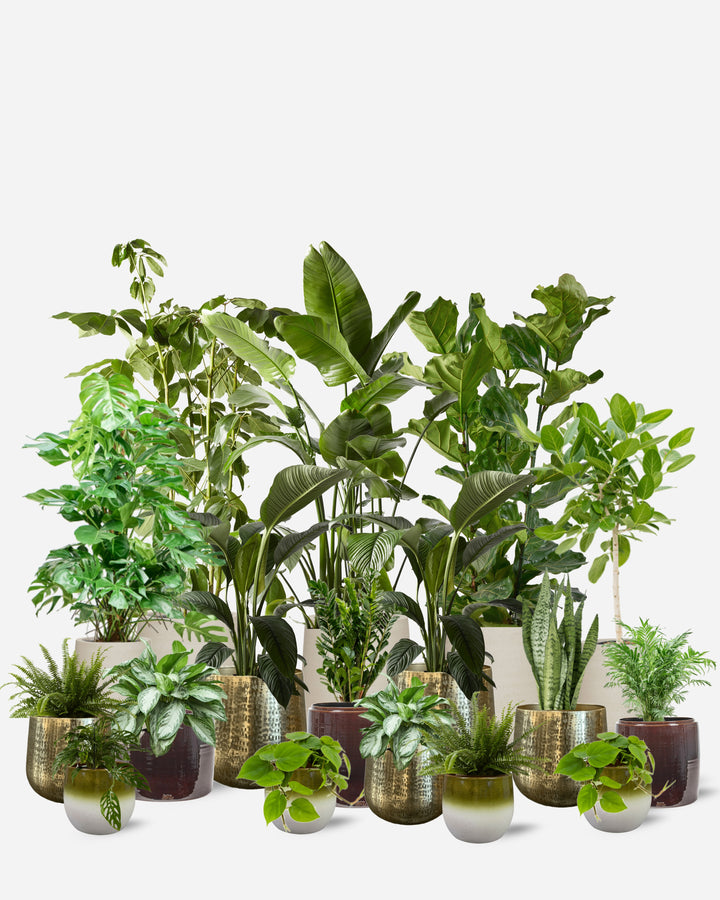 Workspace Signature Collection