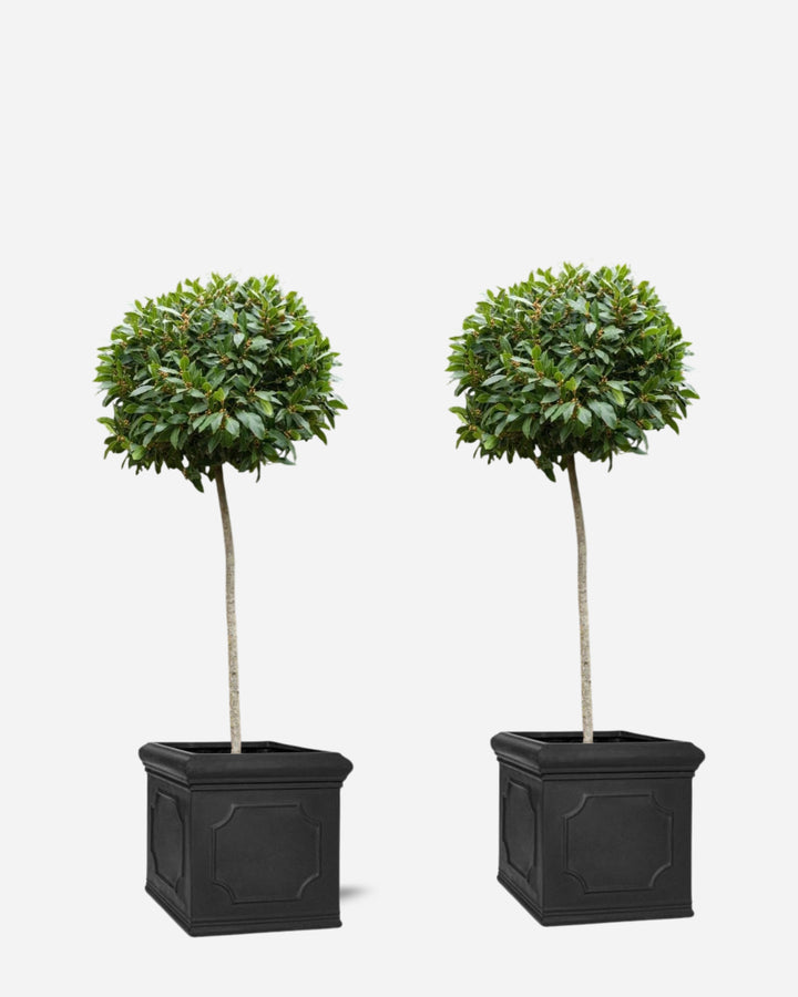Entrance Bay Tree Pair