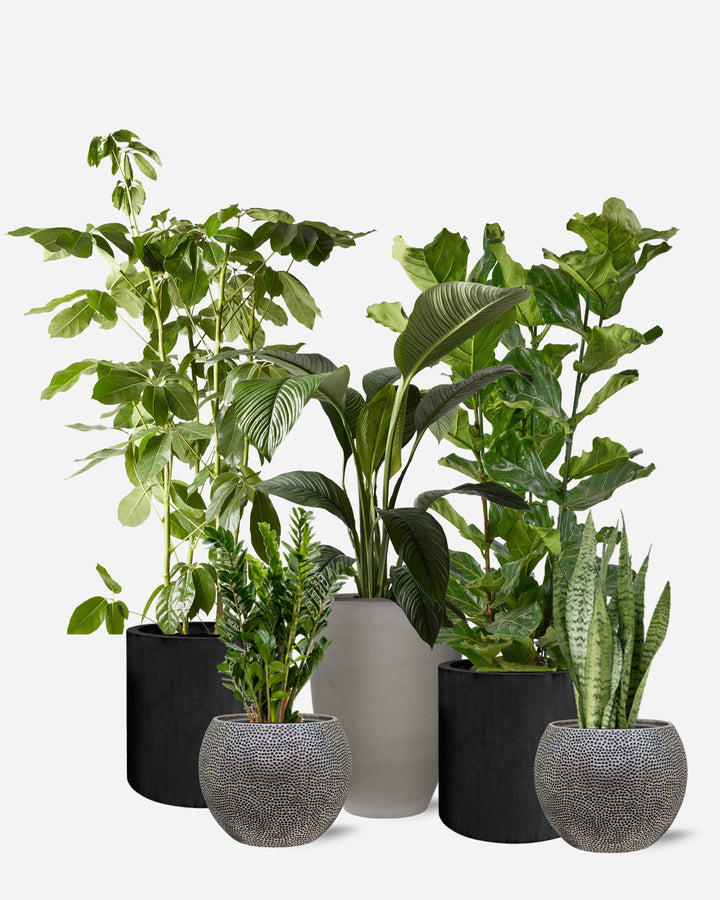 Modernist 5 Piece Ready-Planted Collection