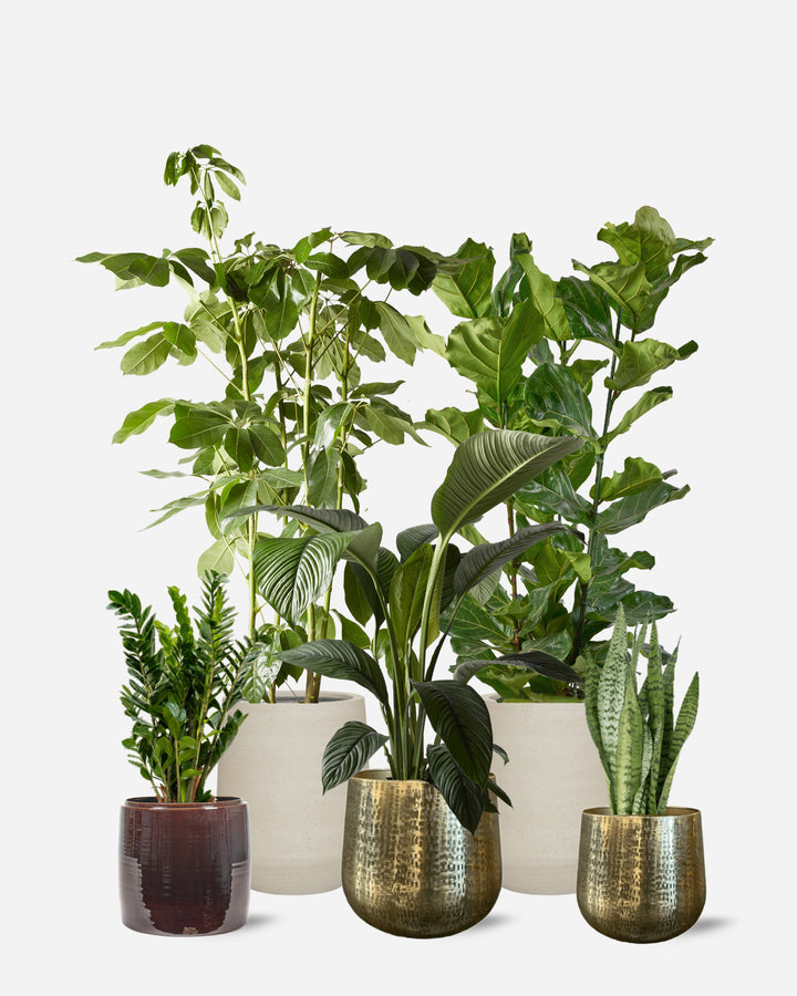 Luxe 5 Piece Ready-Planted Collection