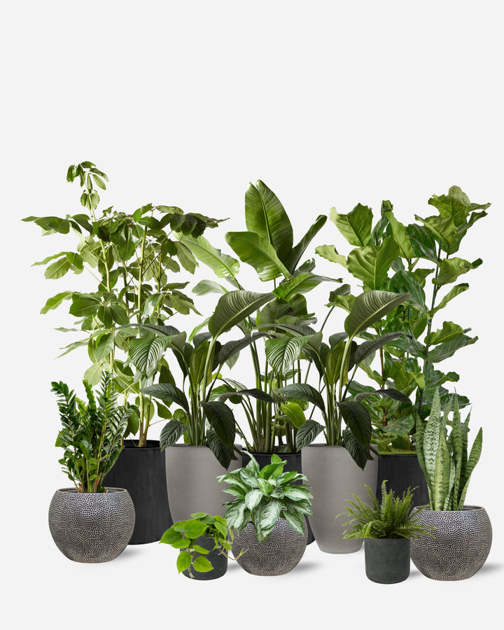 Modernist 10 Piece Ready-Planted Collection