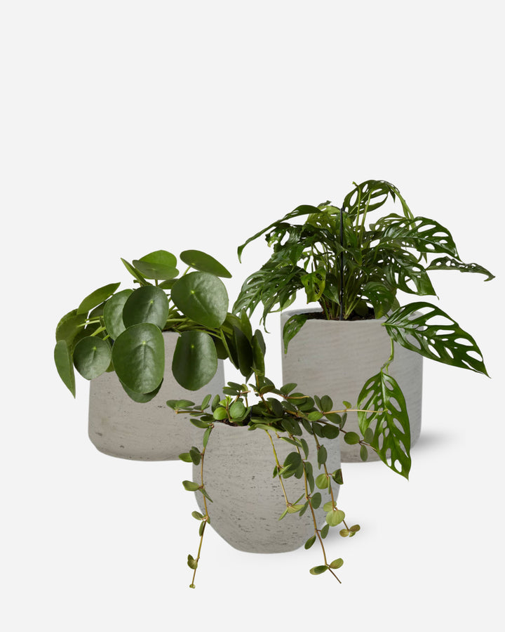 Shelf Set