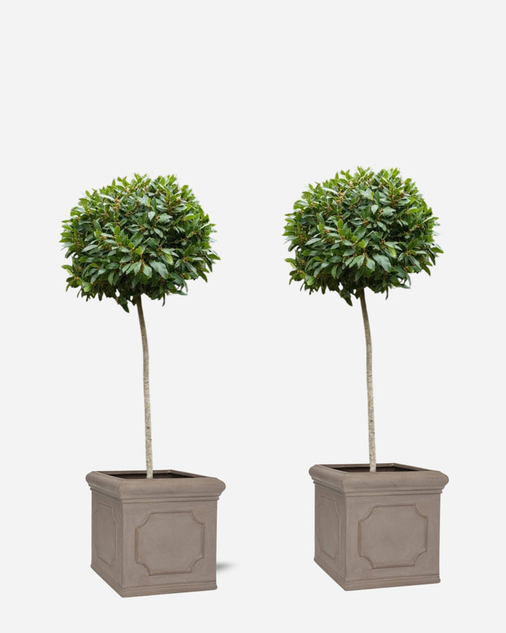 Entrance Bay Tree Pair