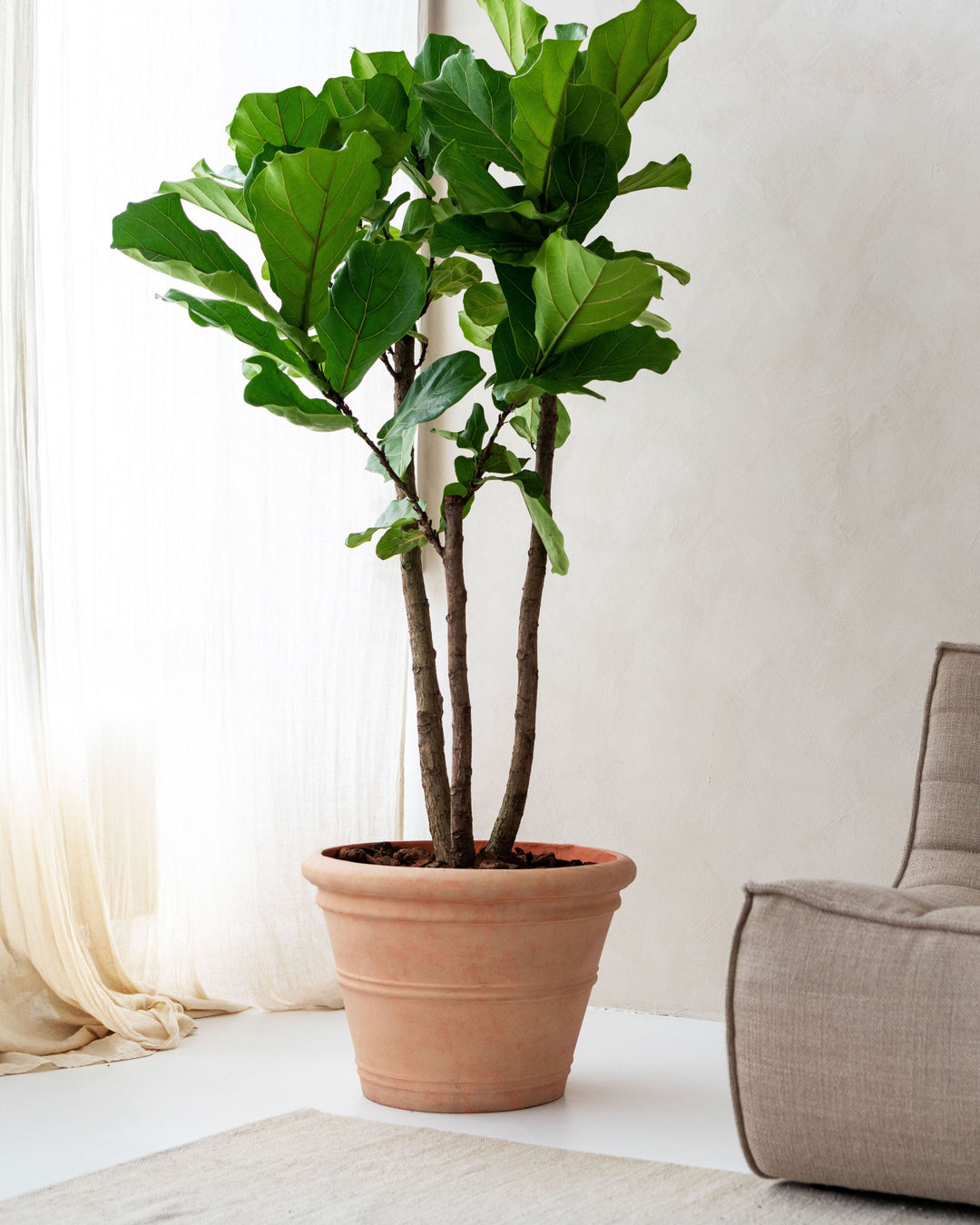 Branched Fiddle-Leaf Fig Tree