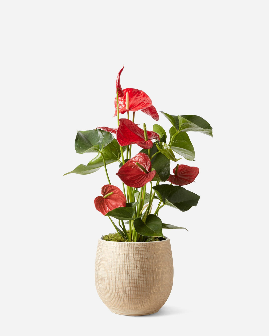 Flamingo Flower Planted Gift