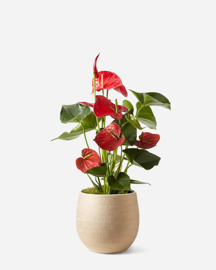 Flamingo Flower Planted Gift