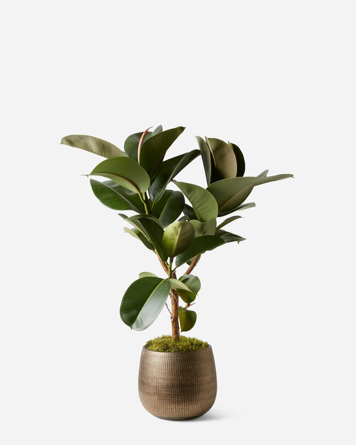 Mini Rubber Planted Tree