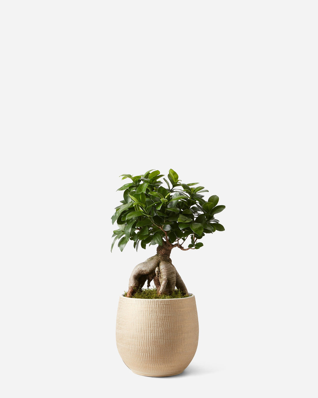 Ginseng Small Bonsai