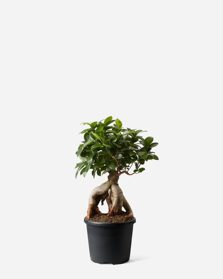 Ginseng Small Bonsai