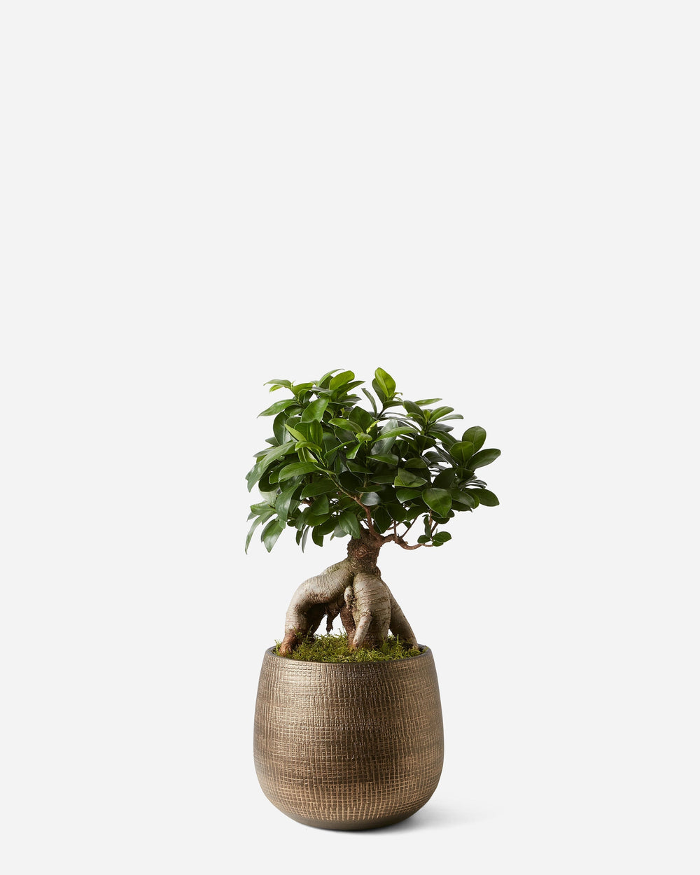 Potted bonsai tree on a white background