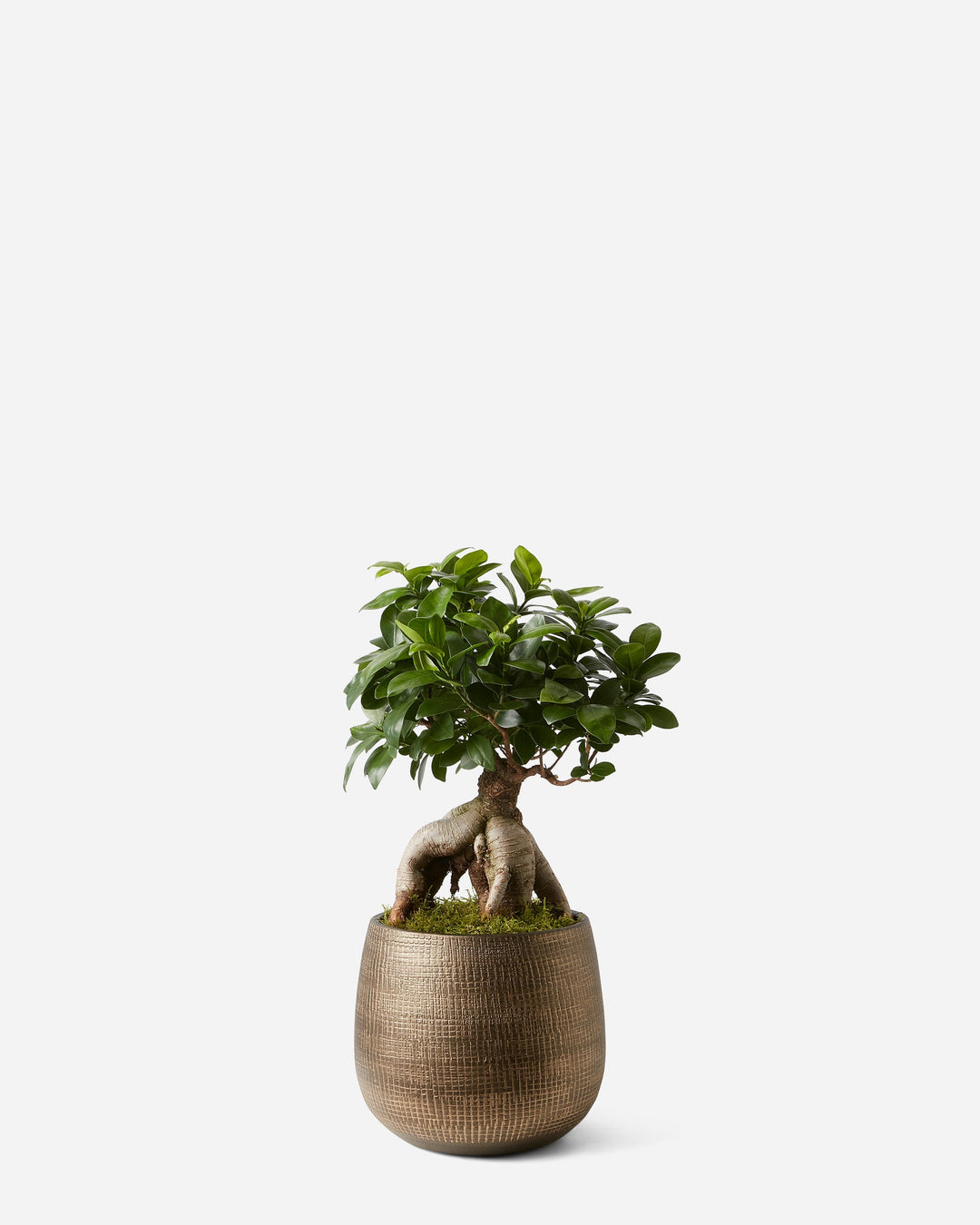 Potted bonsai tree on a white background