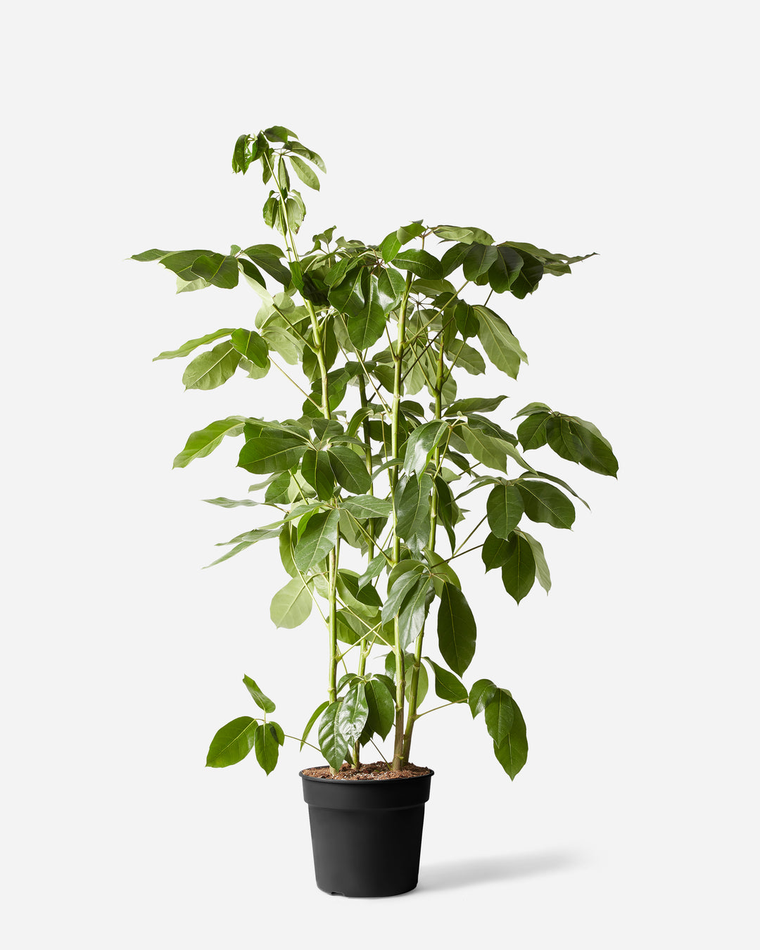 Australian Umbrella Bush