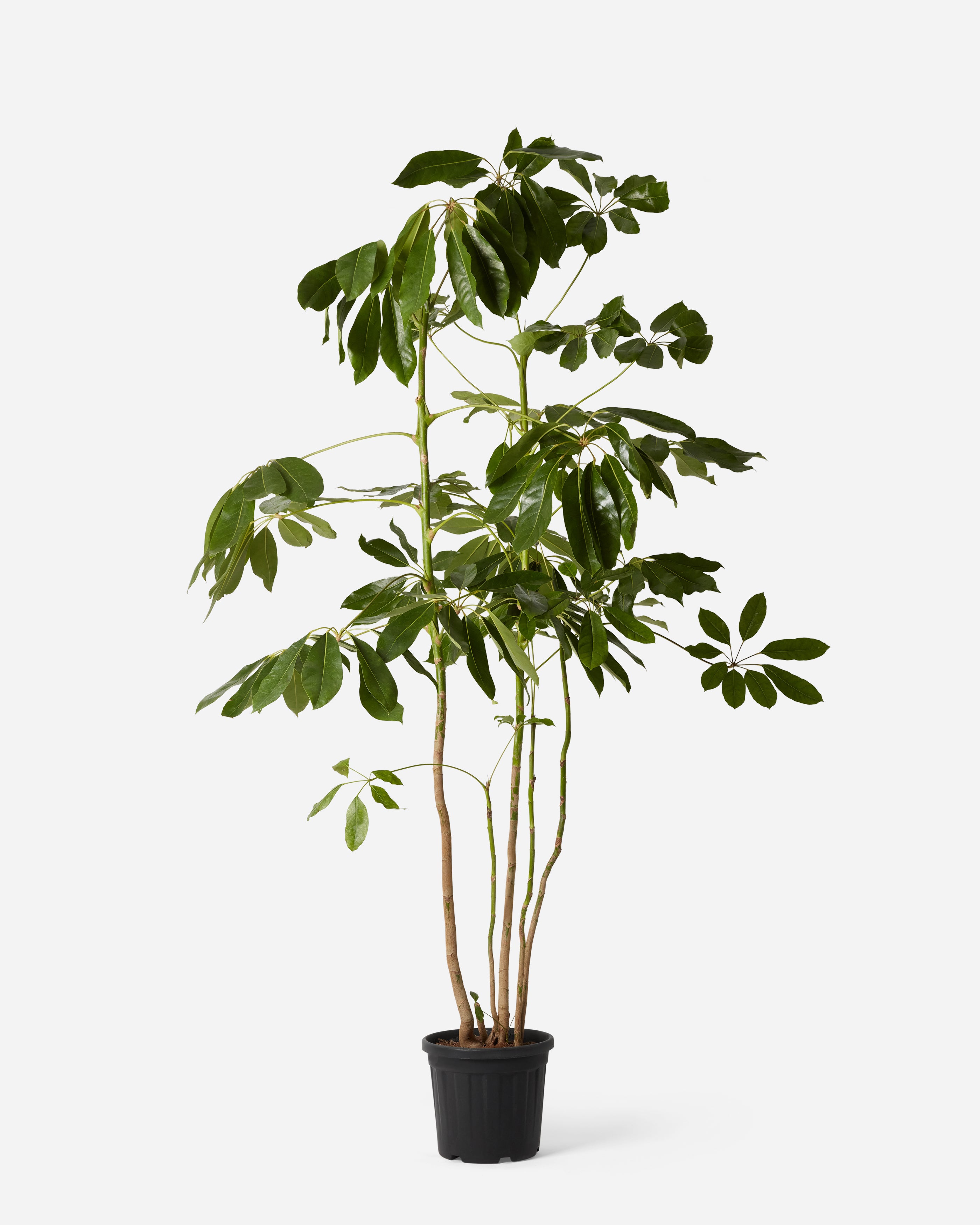 鉢・プランター umbrella tree pot HADES Artificial Umbrella Tree | 150cm | Rogue – Rogue Home