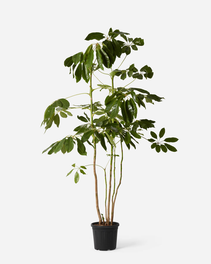 Australian Umbrella Tree