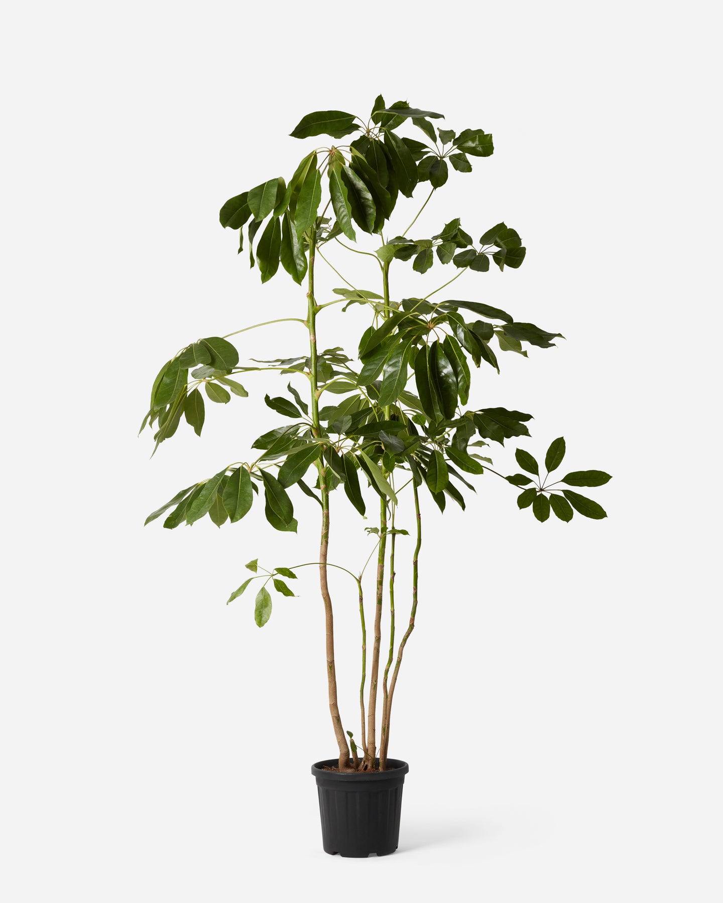 Australian Umbrella Tree | House Plant UK – Plant Drop