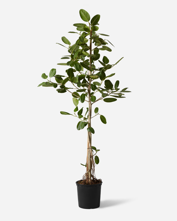 Sculptural Audrey Fig Tree