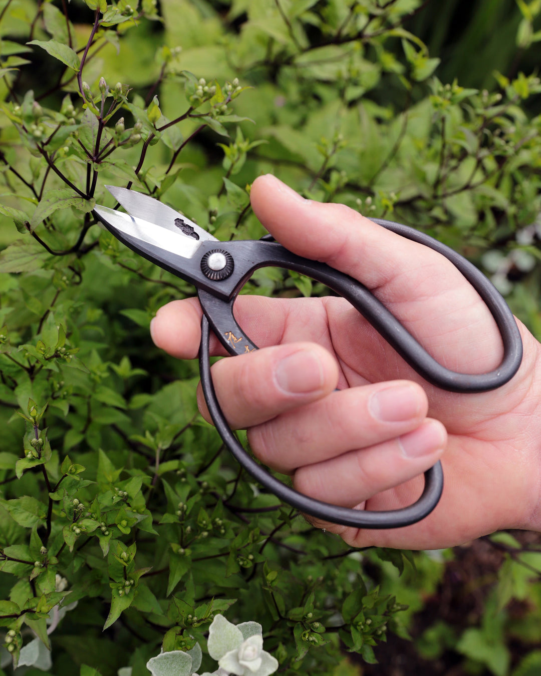 Niwaki Sentei Garden Scissors